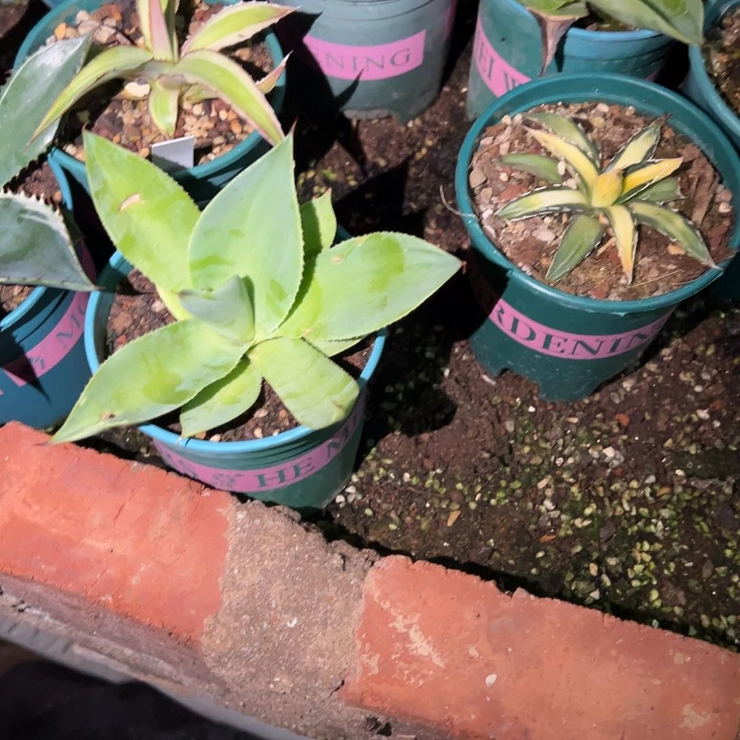 n****gucn圆叶绿荷植物