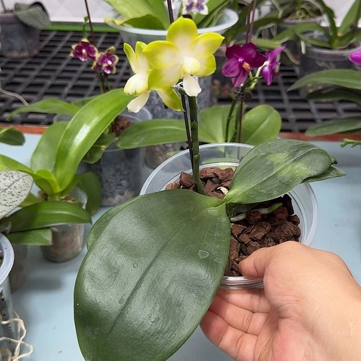当前无花栽培后可以开花叶瑕福利
