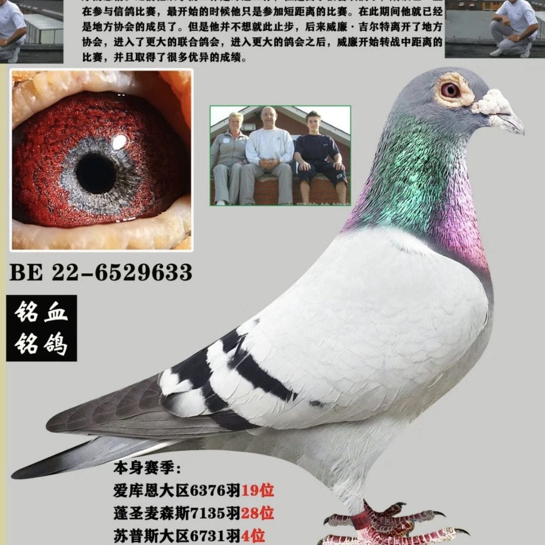 信鸽用品种鸽幼鸽适用滴鼻点眼饮水饲养好帮手