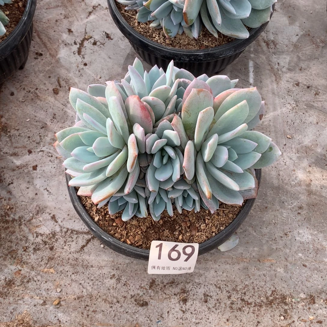 169奶茶多肉植物！！！