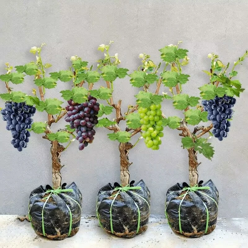 蓝宝石葡萄树苗盆栽地栽大苗爬藤果树南方北方种植果苗当年结果苗