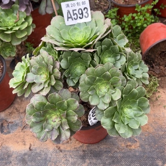 593花月夜不包断枝