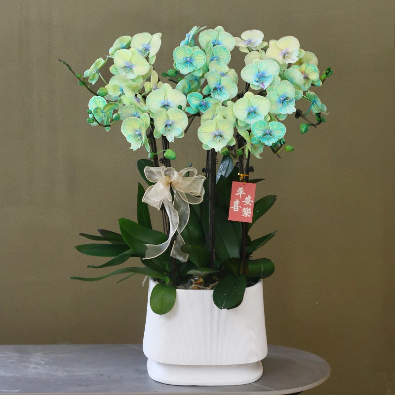 活体吸色蝴蝶兰【青柠薄荷】带花带盆组好伴手礼茶桌客厅美化装饰