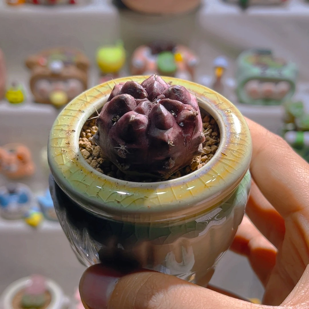 031梦想带盆土一套48