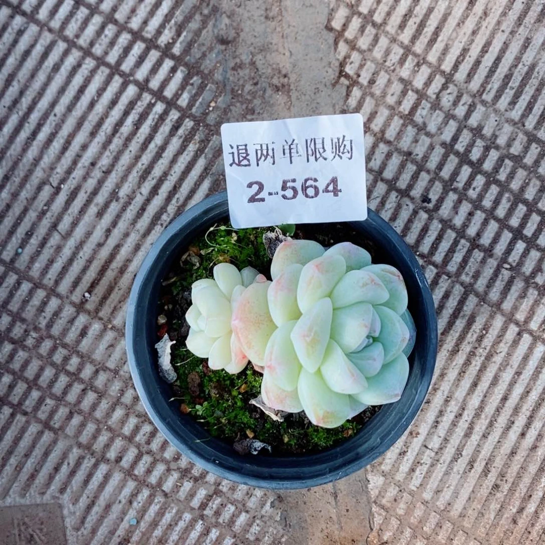 v***啾2-564多肉多肉多肉多肉多肉