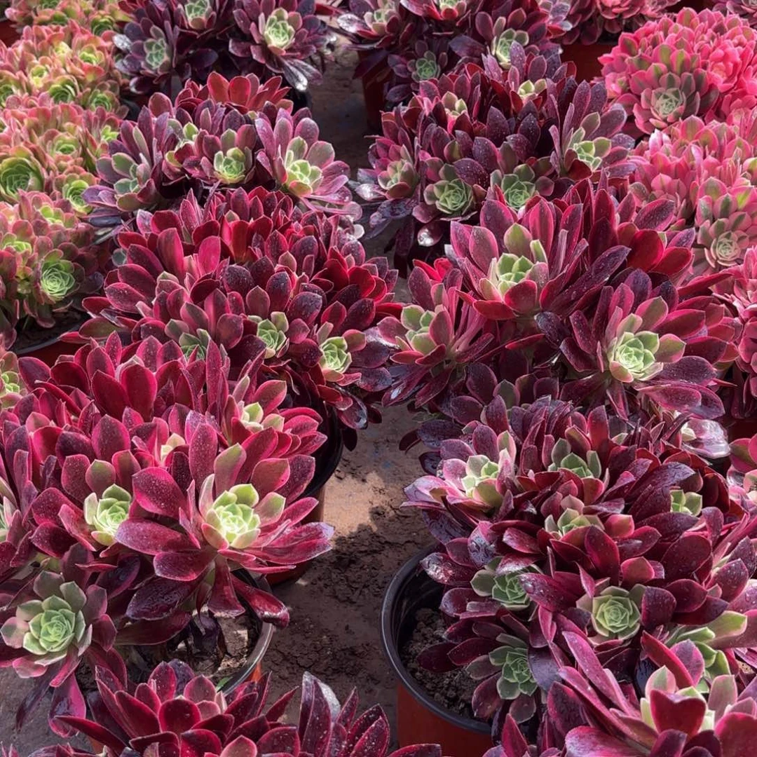 金丝雀绣球9.9多肉植物