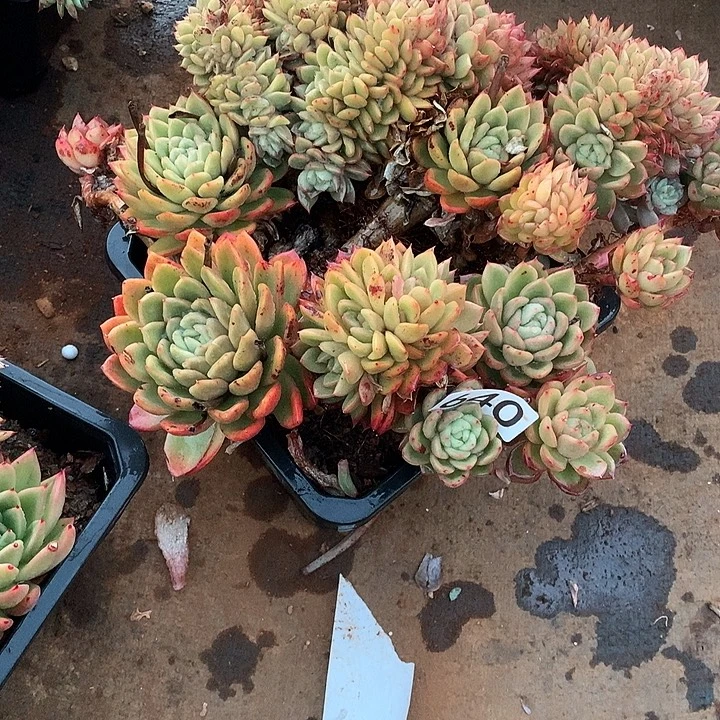 640缀化 一物一拍多肉