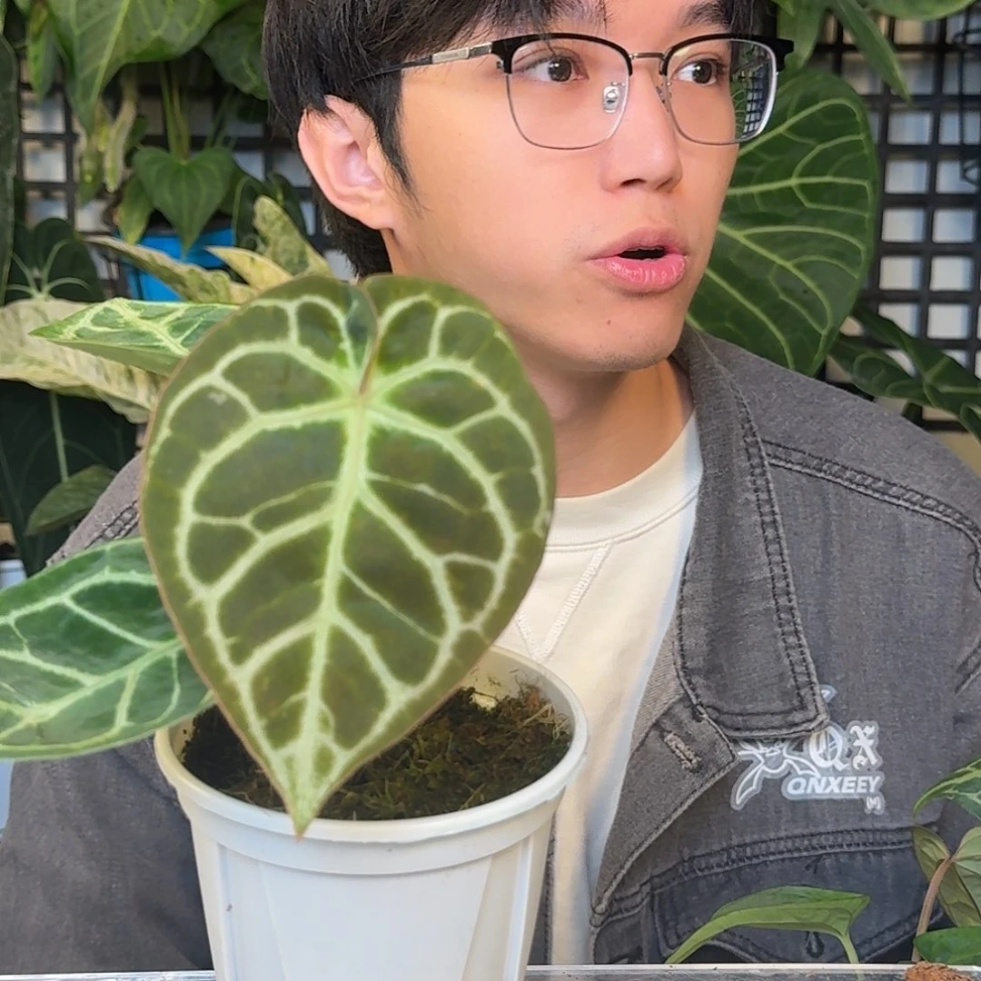 完全开放撕裂纹杂J34