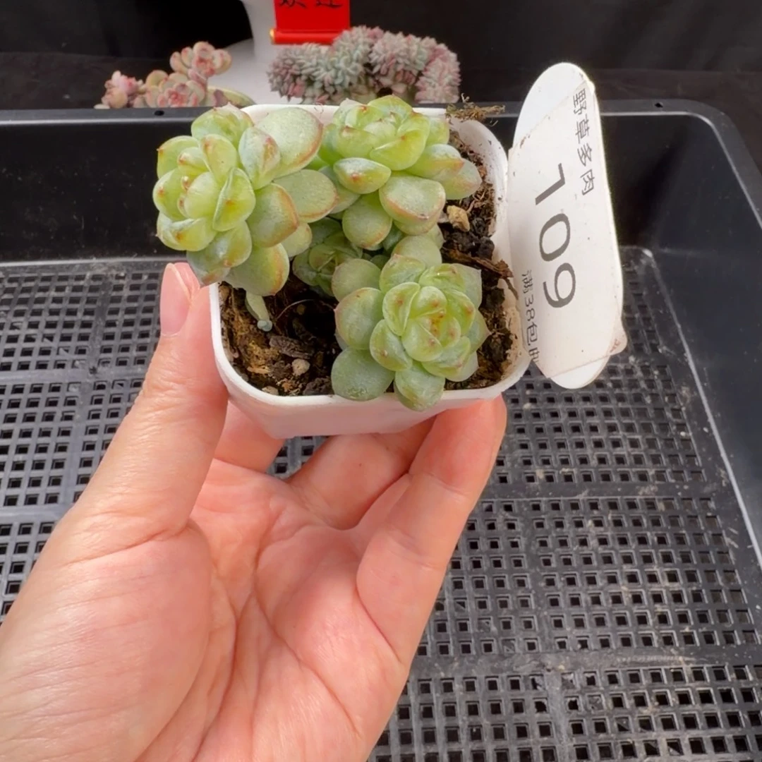 绿透甜心六头群109号