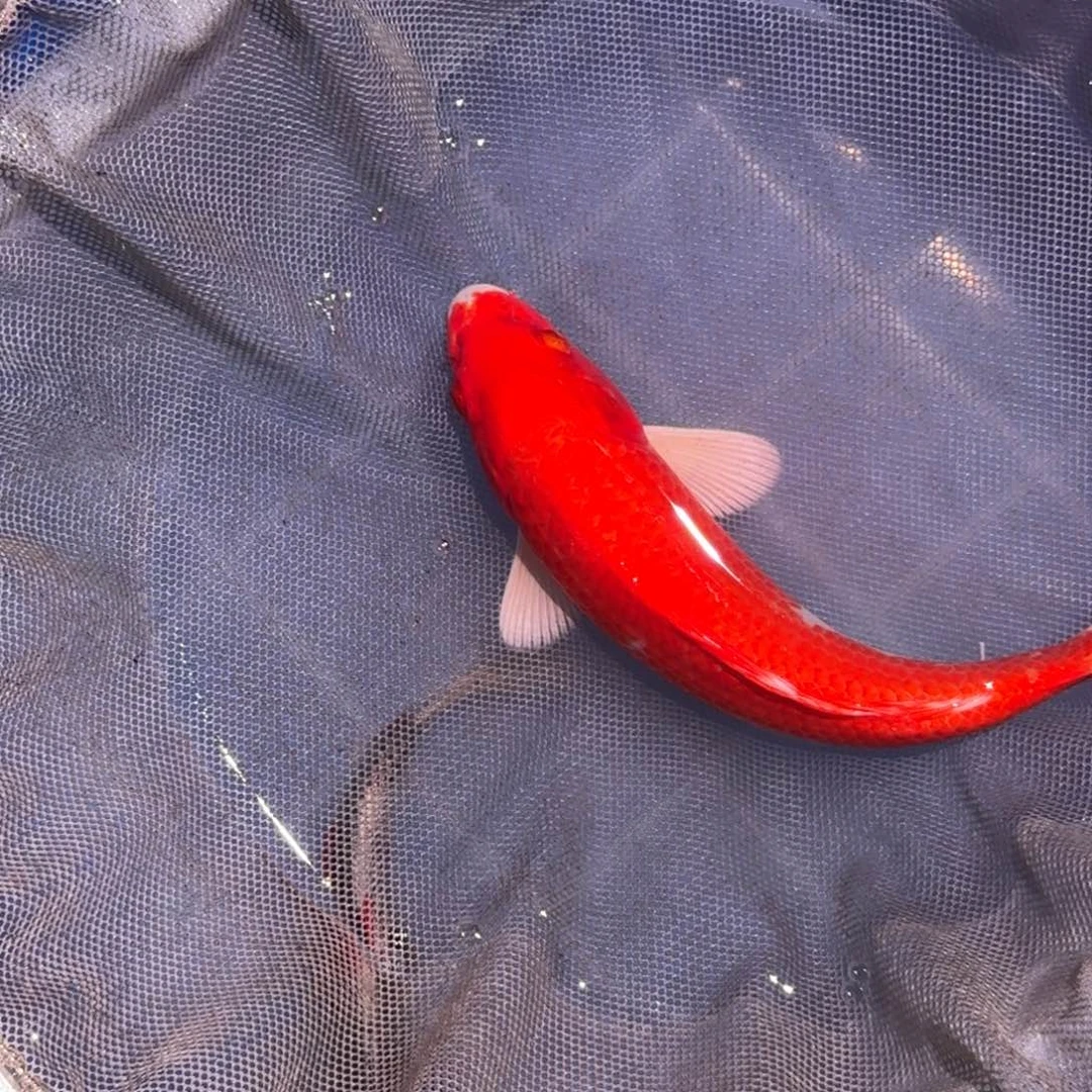 海水鱼精品锦鲤大放漏