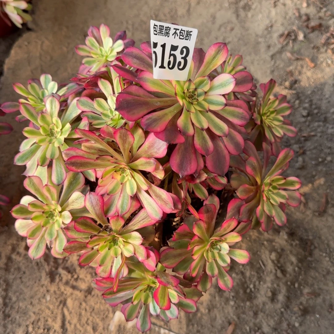 法师美肌5153 16-26