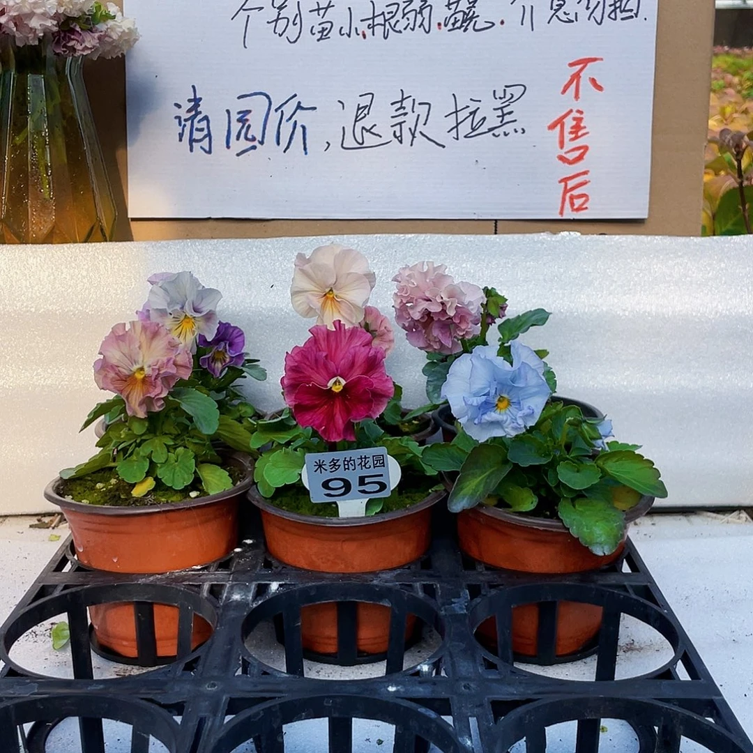 大部分花苞少量开放95