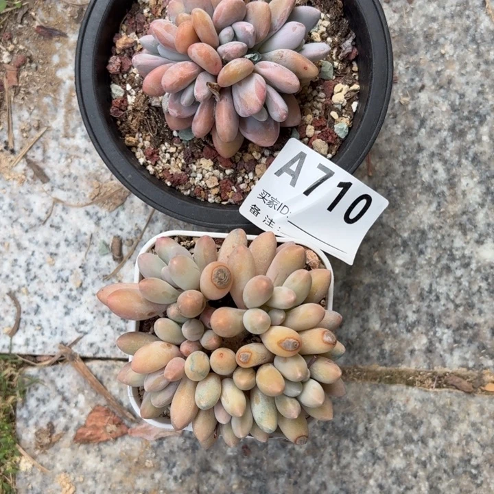 多肉植物粉兔汤圆带盆