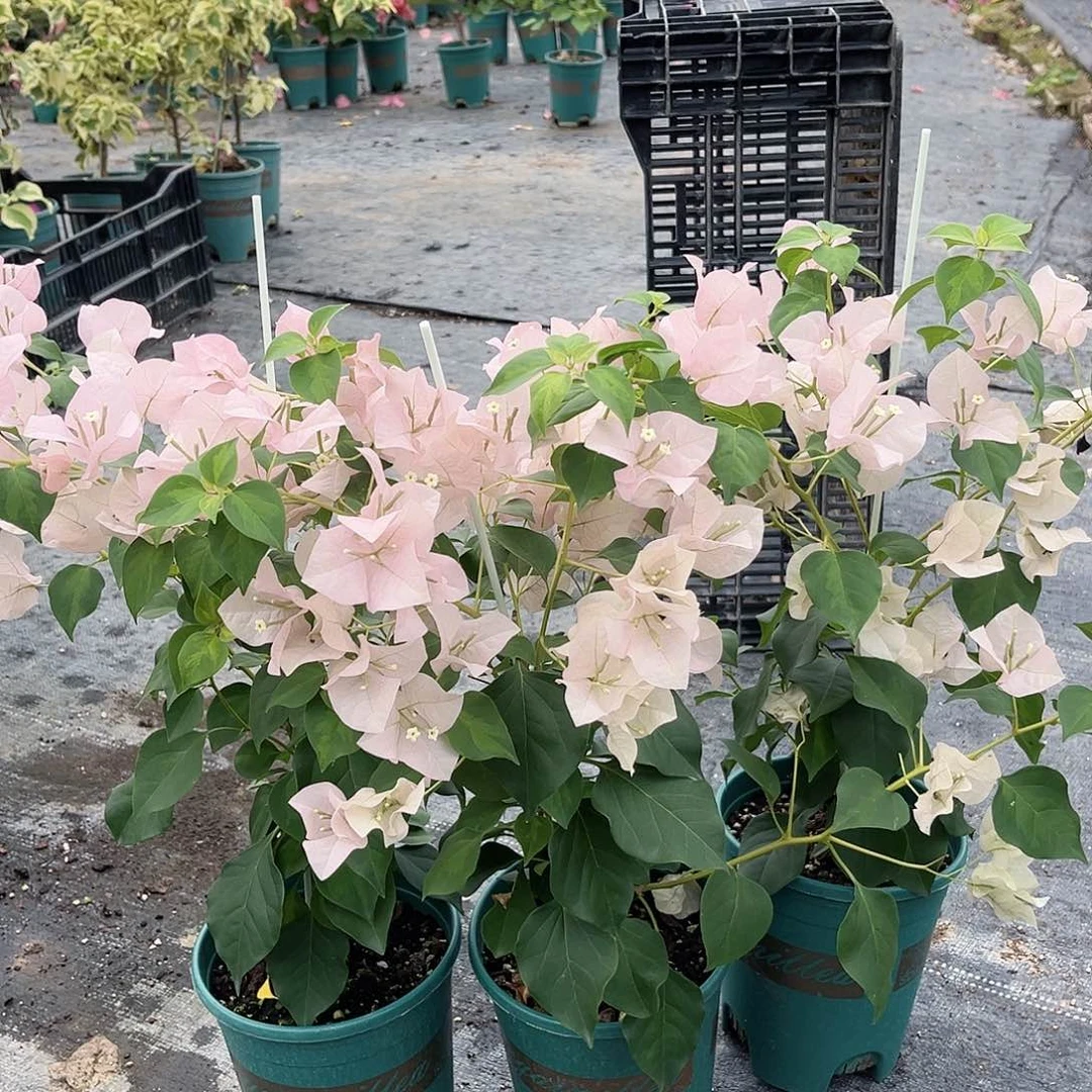 当前无花栽培后可以开花暗斑丽人一颗