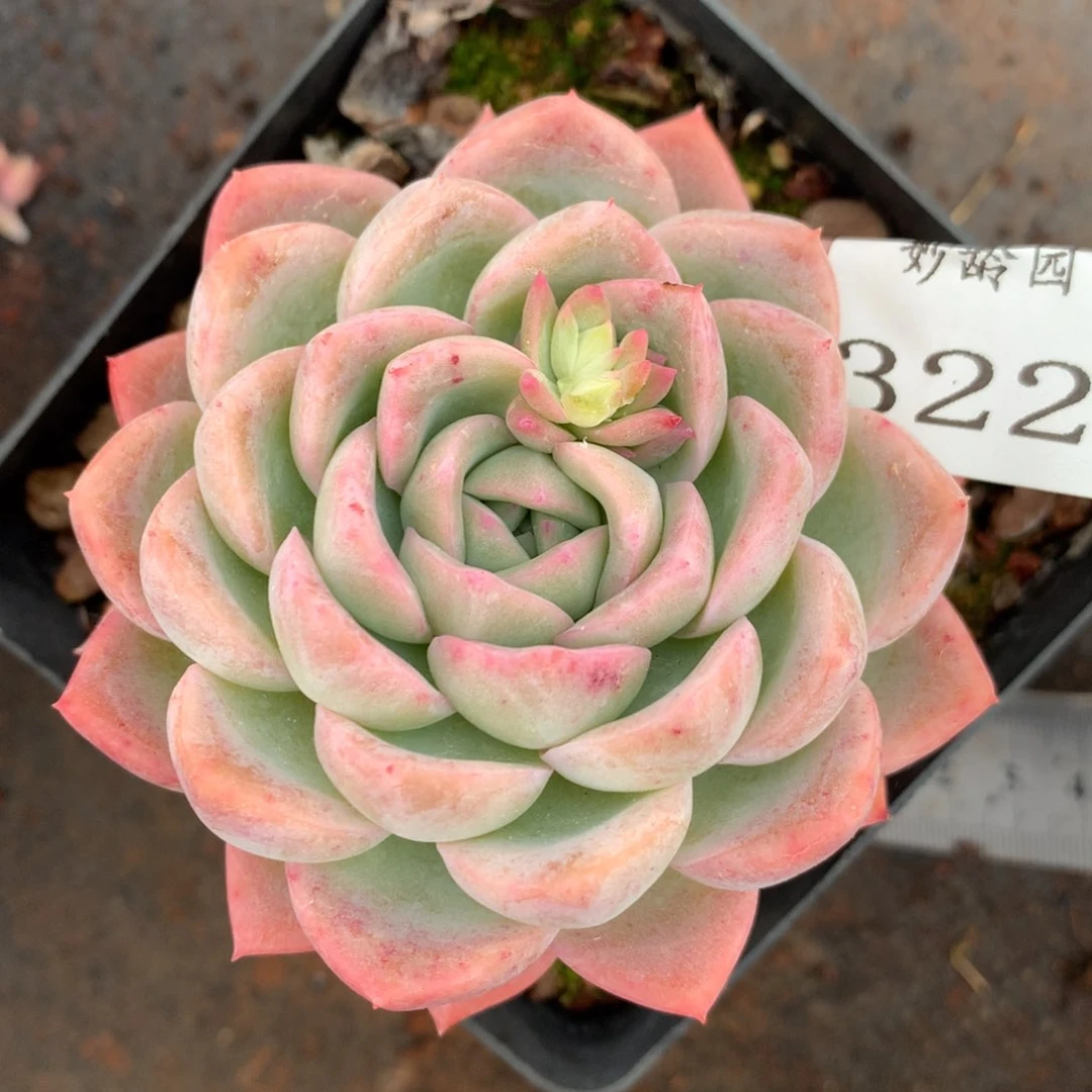 3221杂交多肉植物