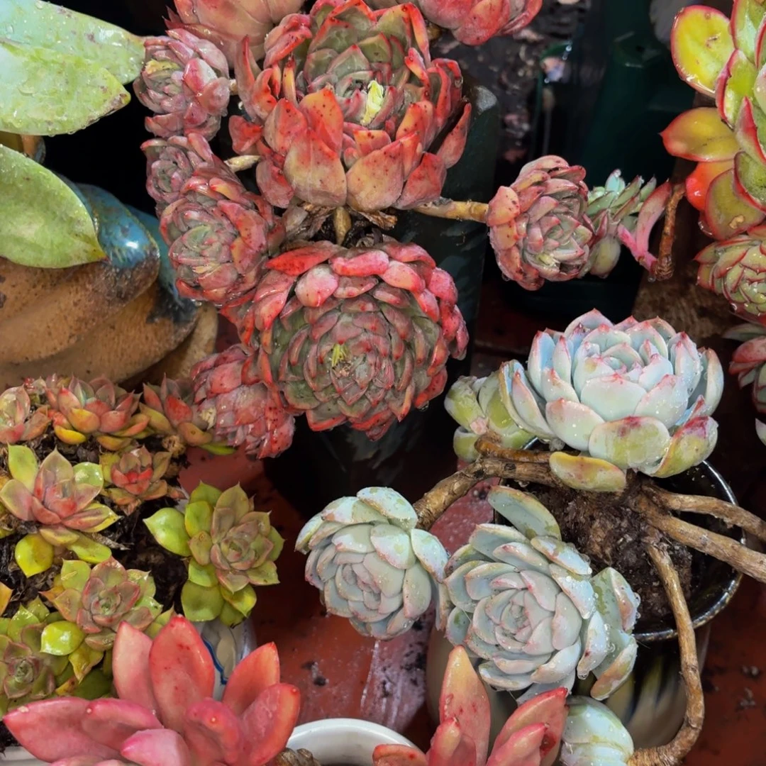 光***狂老桩精品肉肉卡杂