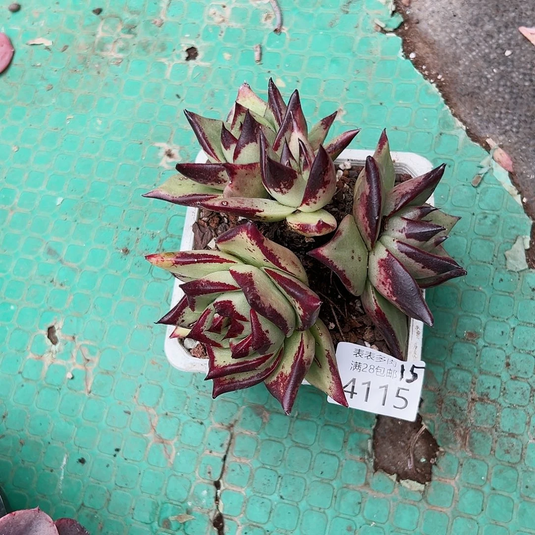 9号我们的确是4115