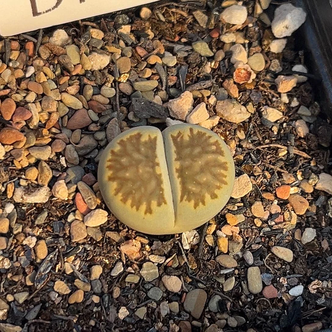 一物一拍绿体菊9949