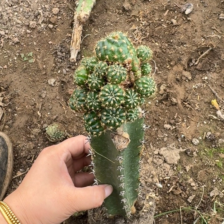 404秀普嫁接丽花不好斑脱土掰花