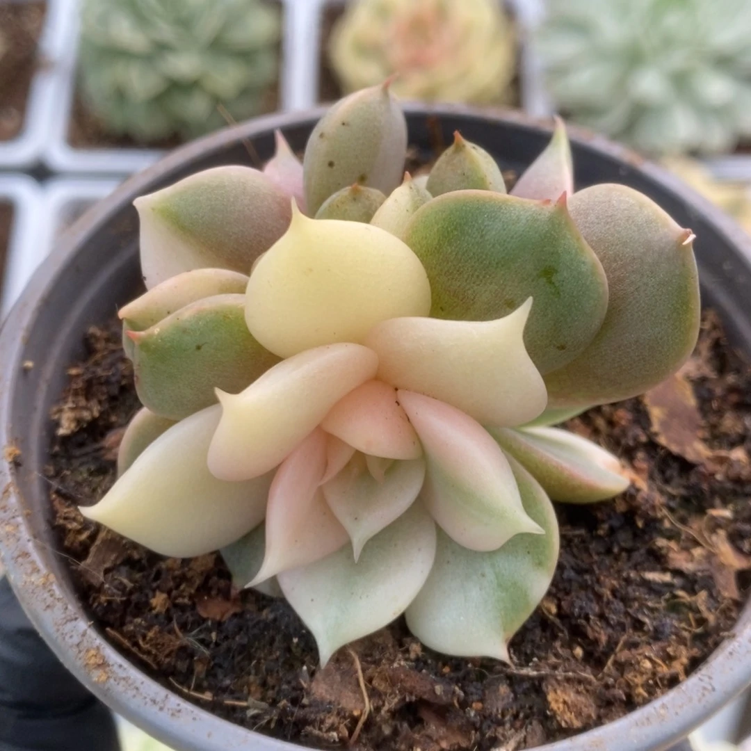 591贝加尔湖锦锦锦锦锦锦