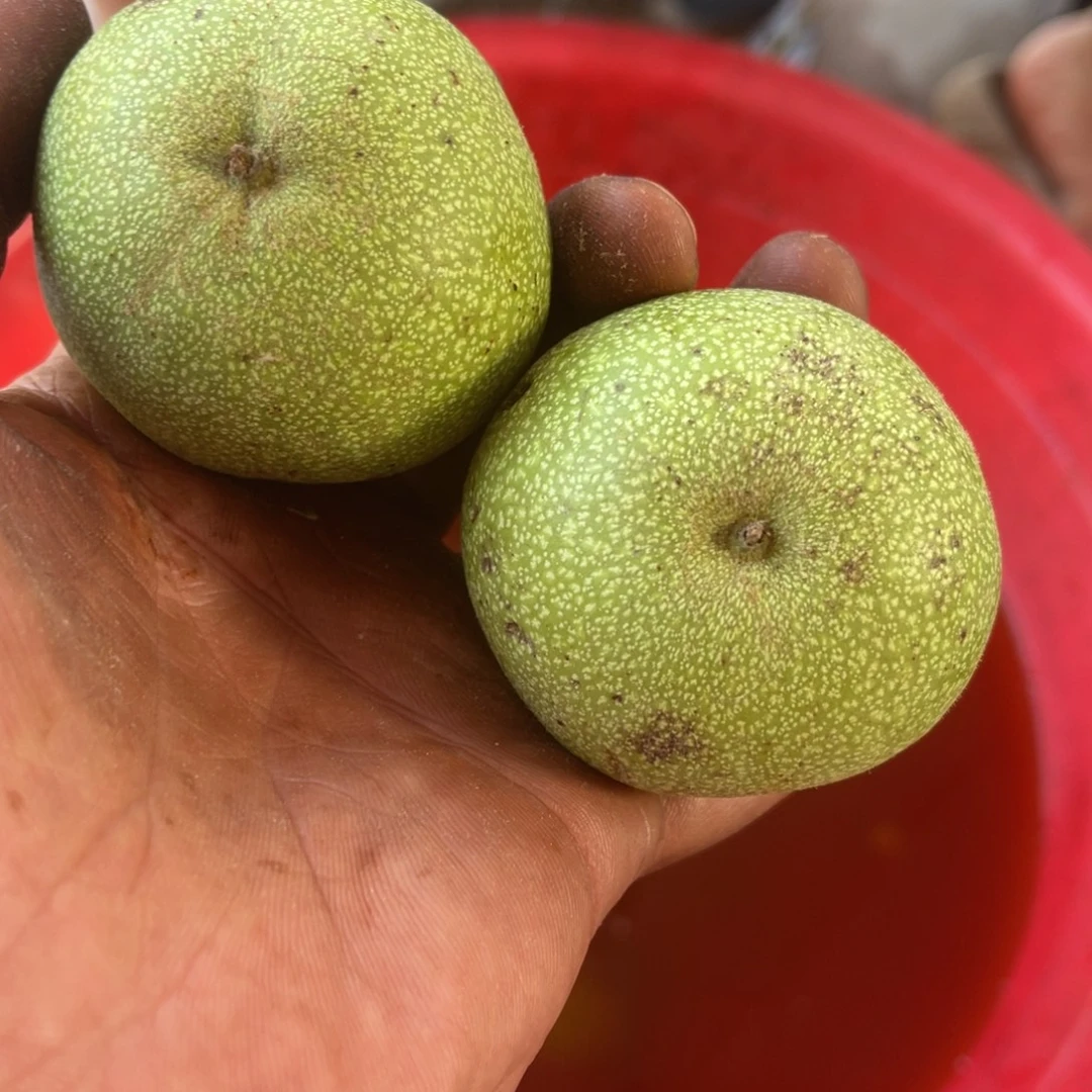 文玩核桃吊坠57白狮子qingpi