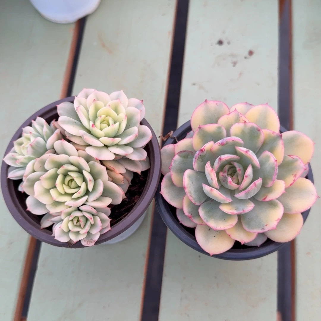 清***扬红化妆般若锦两颗