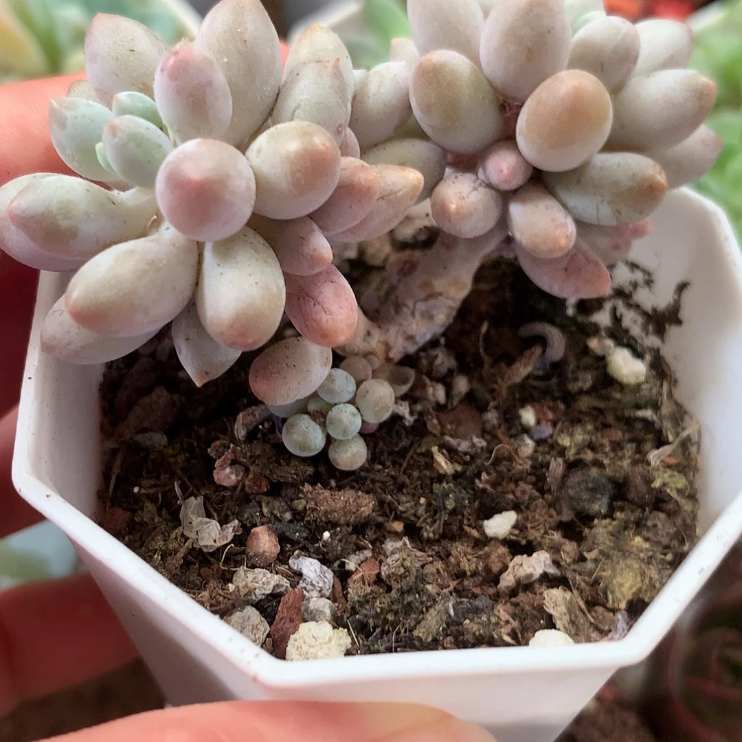 婴儿手指两盆一组