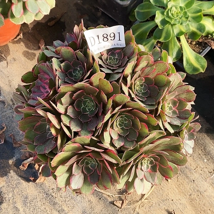1891夜宴粉花妖多肉植物