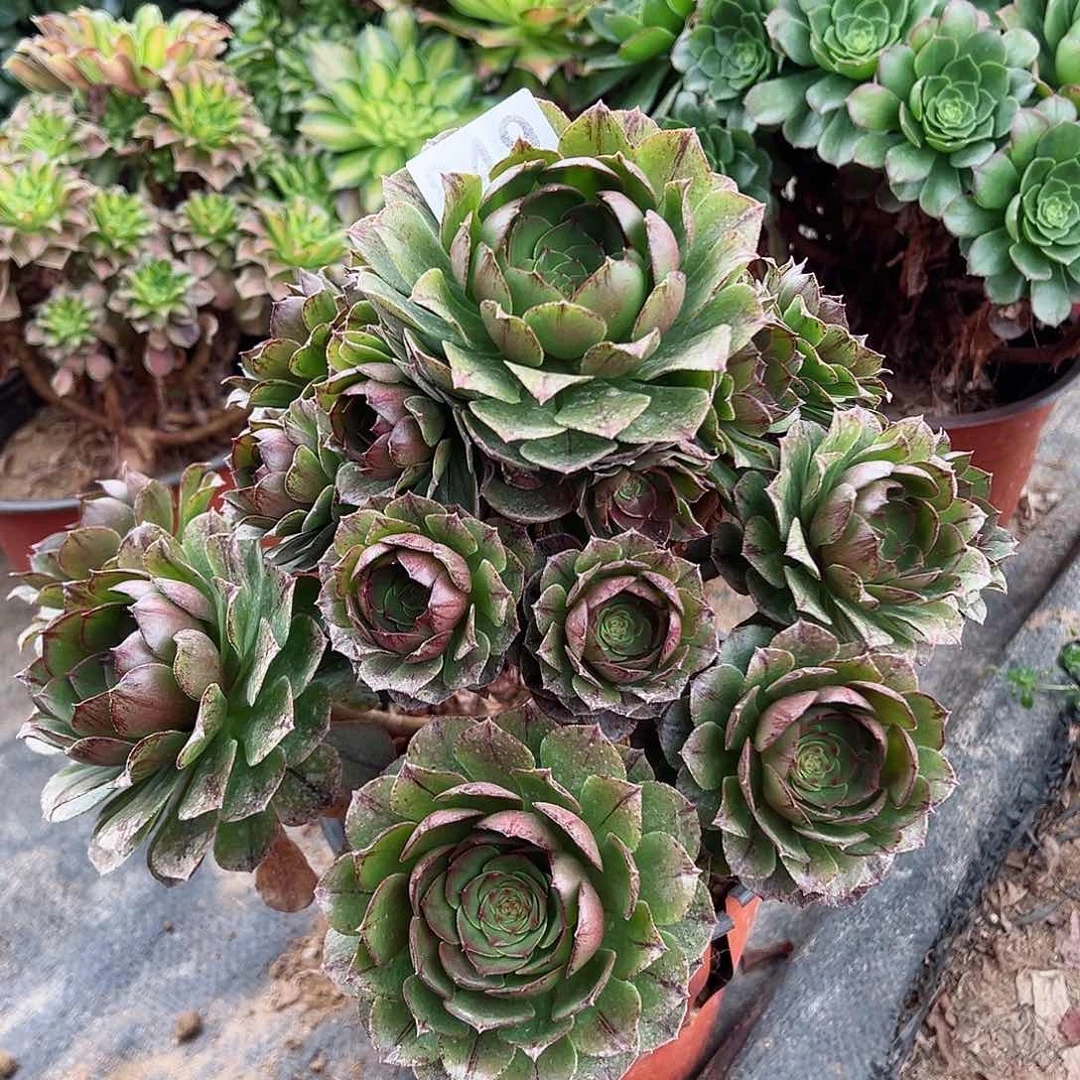 紫砂茶宠万拉丝老桩849