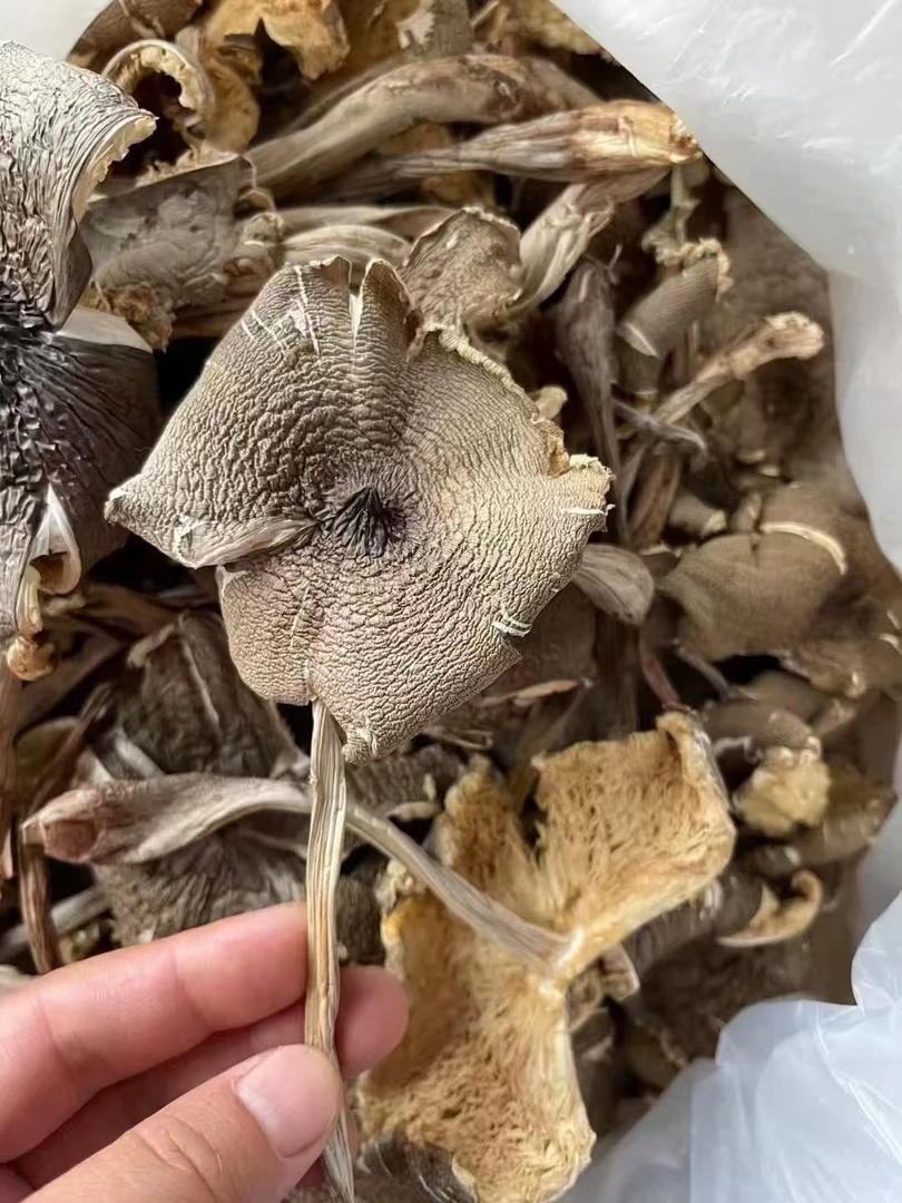 乌皮鸡枞干货菌菇炖云贵川长根菇口蘑炖汤鲜甜炒脆嫩