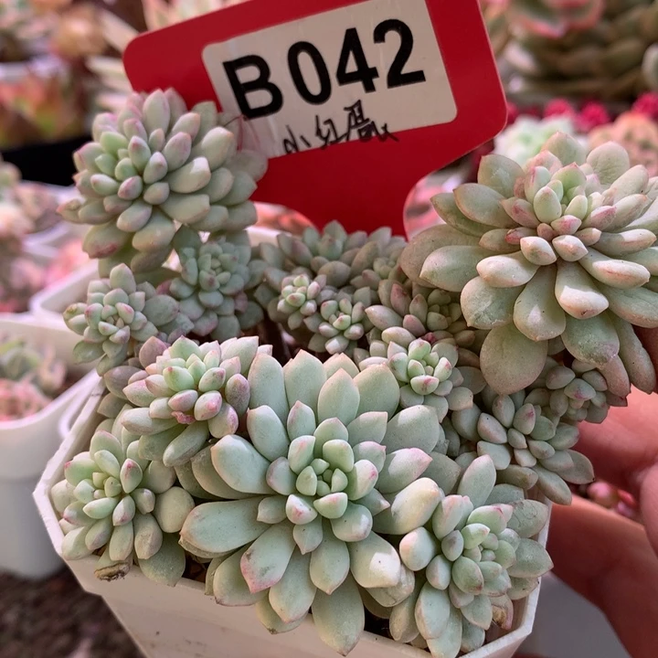 小红蛋群生覆轮锦有根