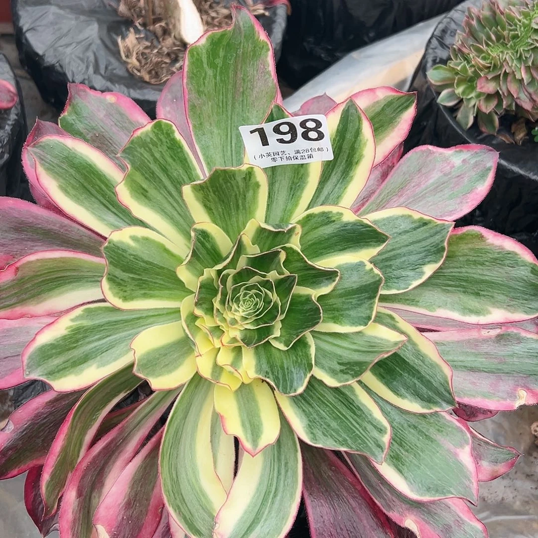 多肉植物多肉植物198多肉植物