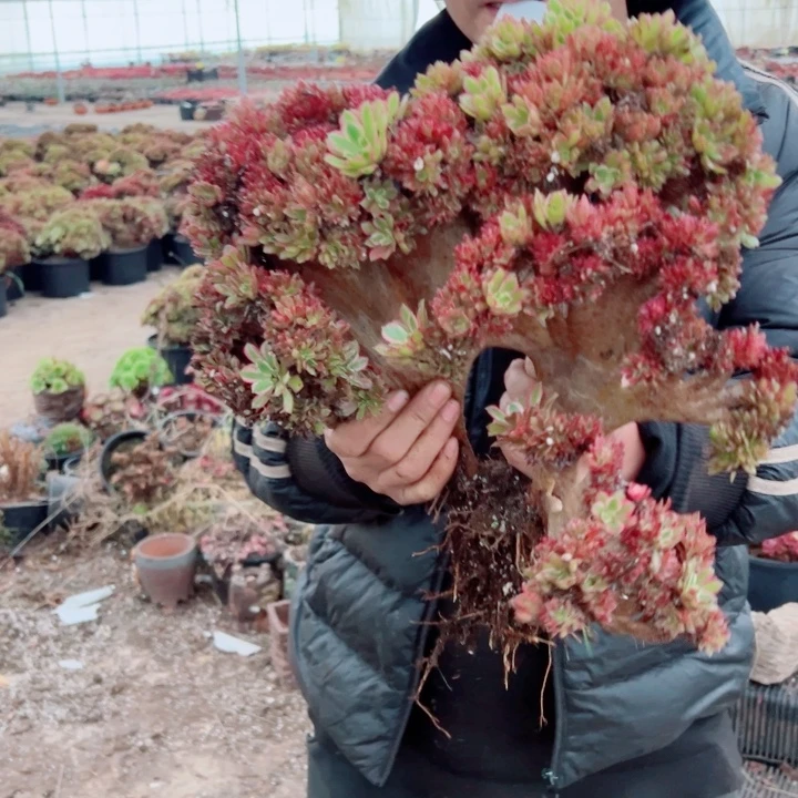 女郎醉话53号多肉法师