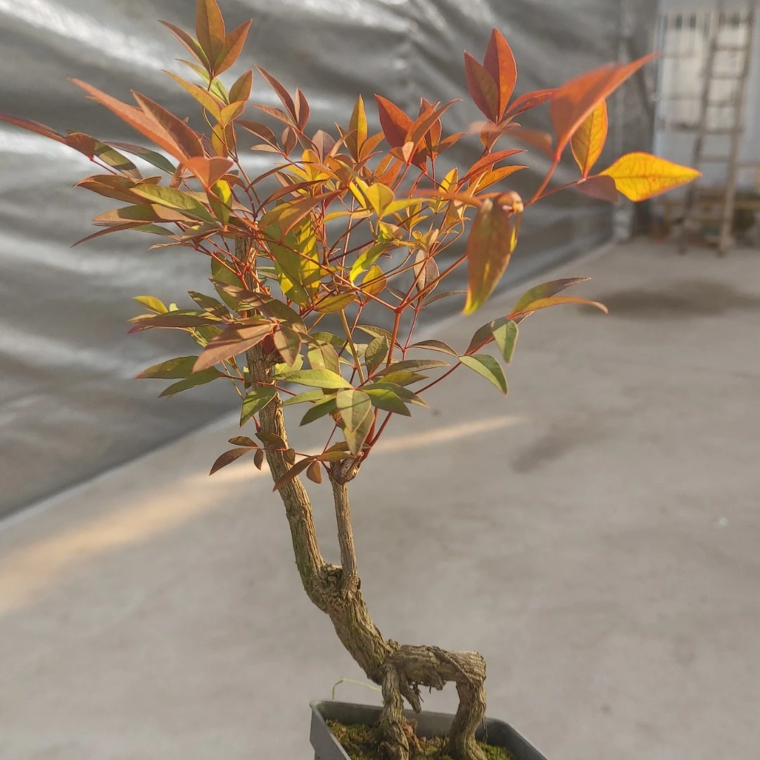 根艺造型【火焰南天竹】极耐寒植物，室内室外皆可，四季茂盛