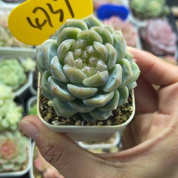 泼天富贵单头4737