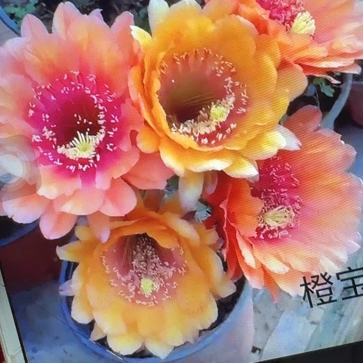 橙宝石带根高10公分毛花柱冠服8公分