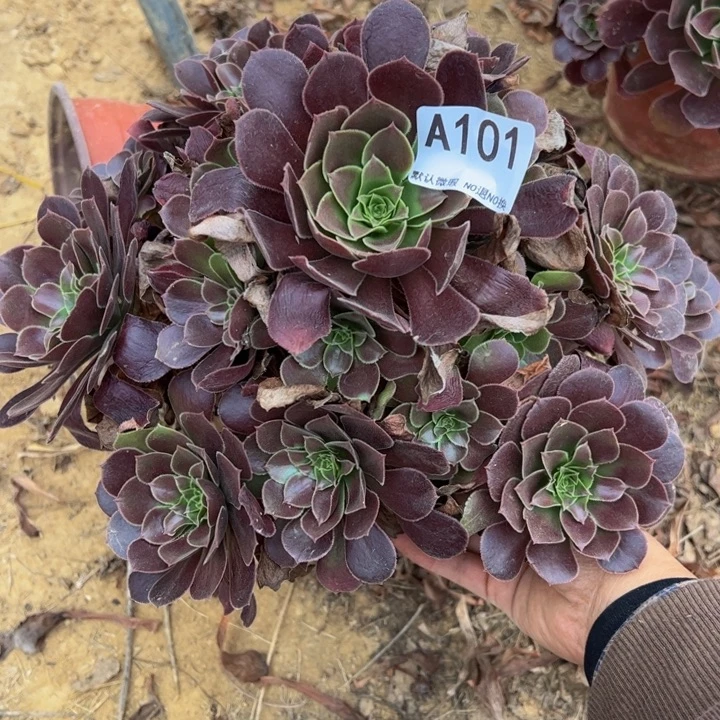 荷兰玫瑰多肉植物101.