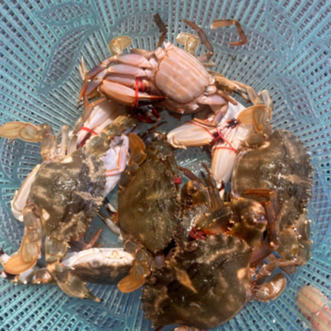 【保鲜不保活】3斤特价石头蟹，规格8只左右一斤