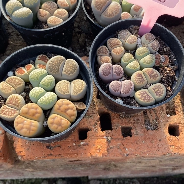 妮***紫生石花等植物和植物516