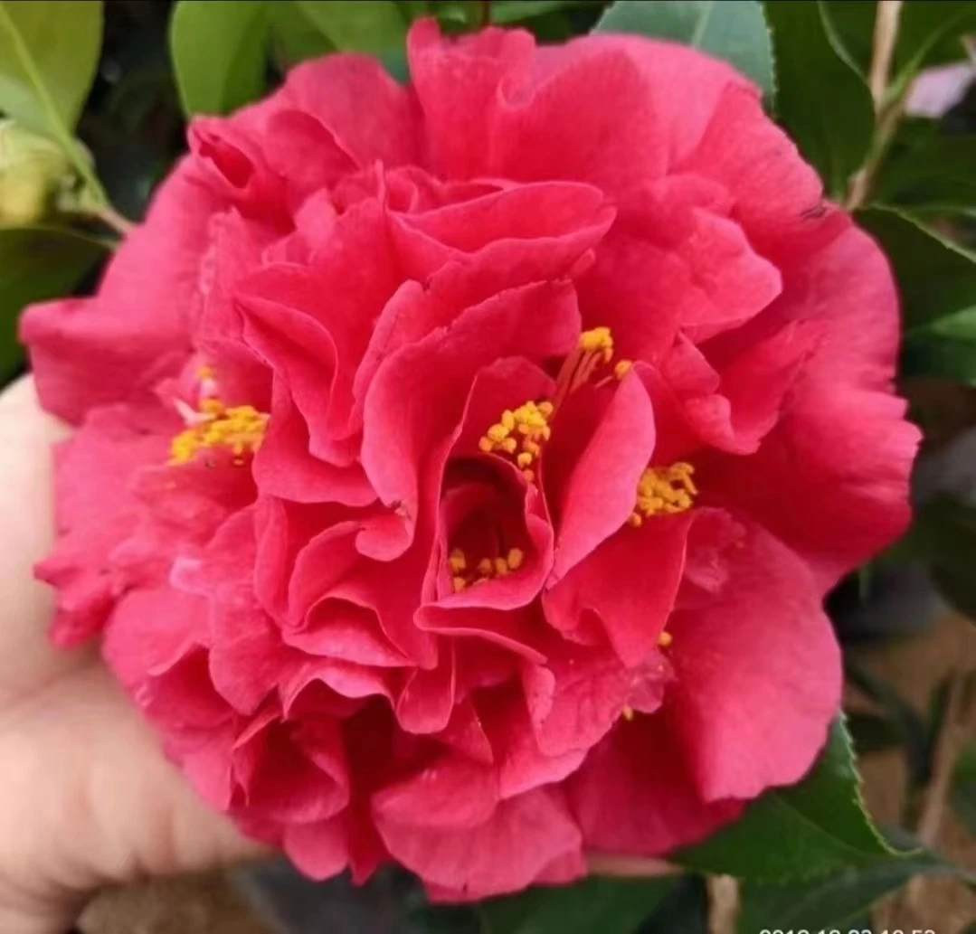 茶花大小价格室内室外好养漂亮花卉