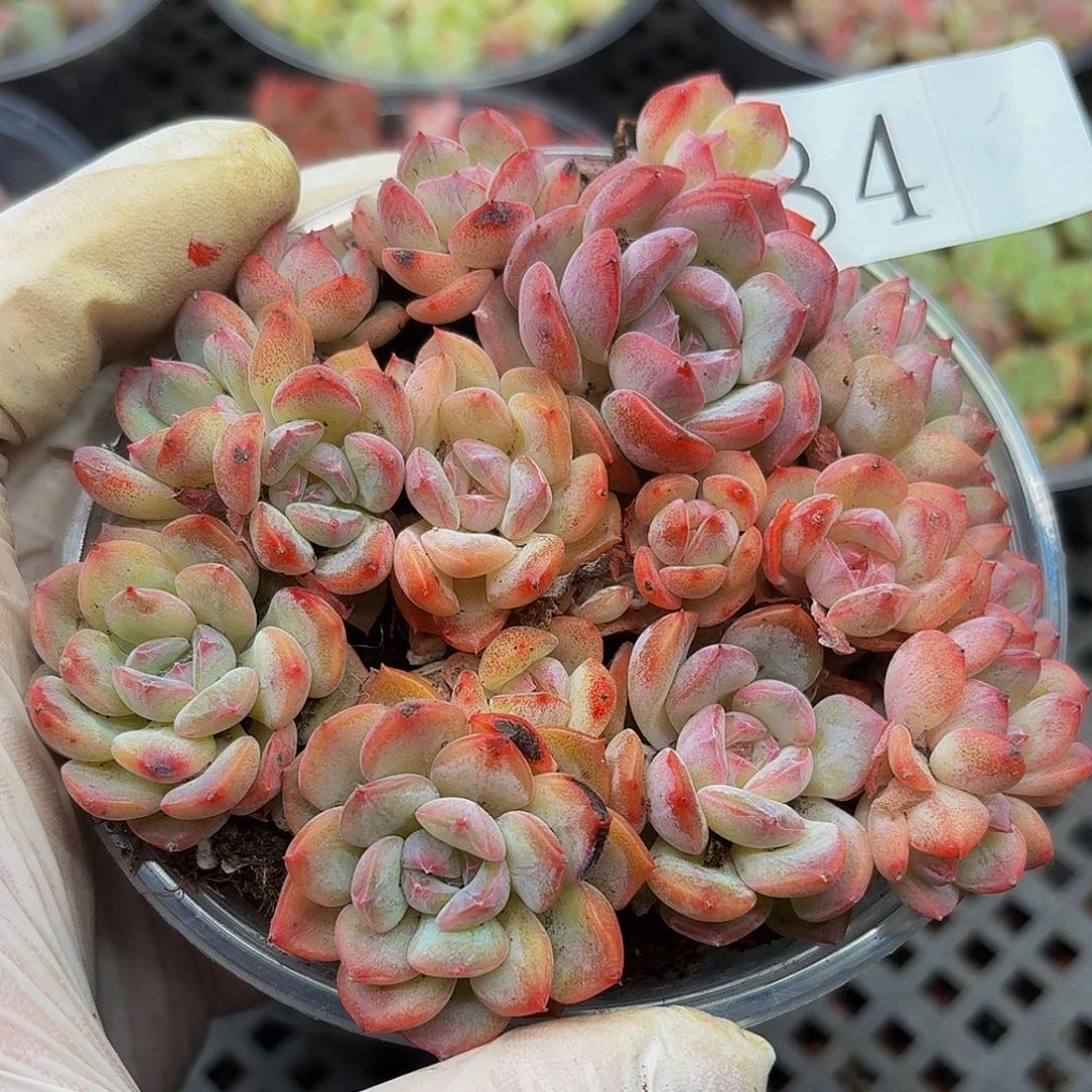 双十一多肉植物84
