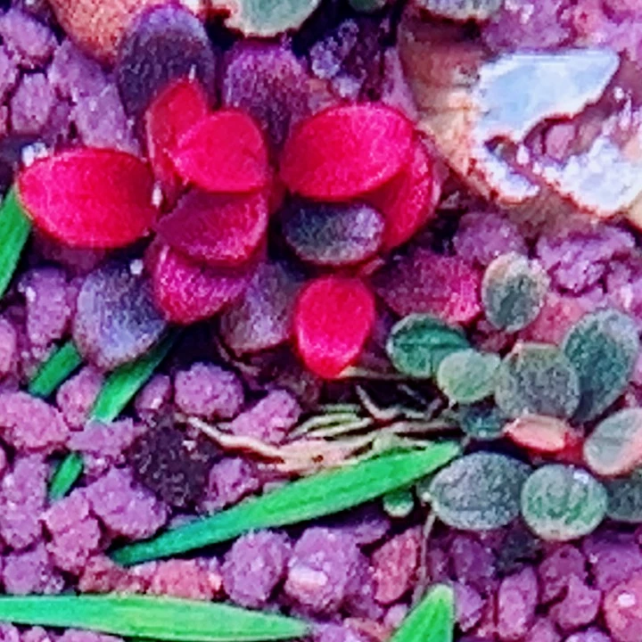 福利43号福利价植物一（丛