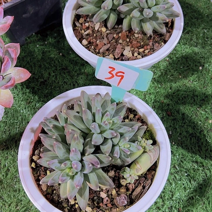 39凤羽带盆一个多肉