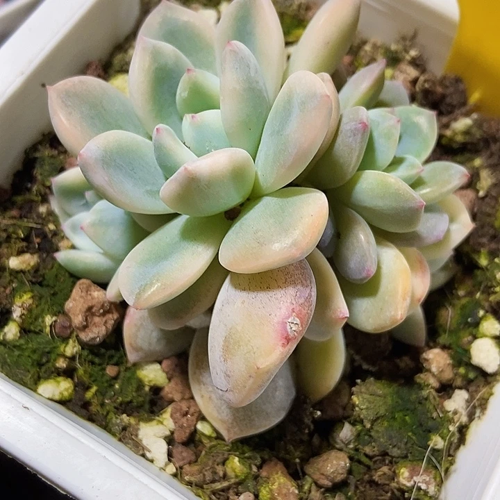 多肉植物梦露锦941多肉