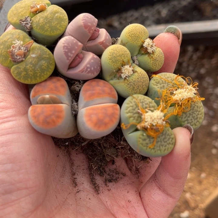 231号88888888888888