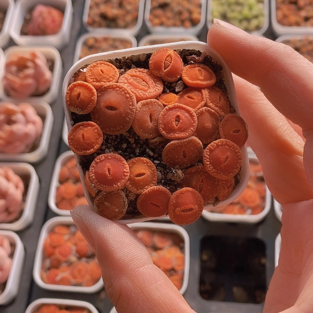 19-63巧克力日轮组盆一盆量拍