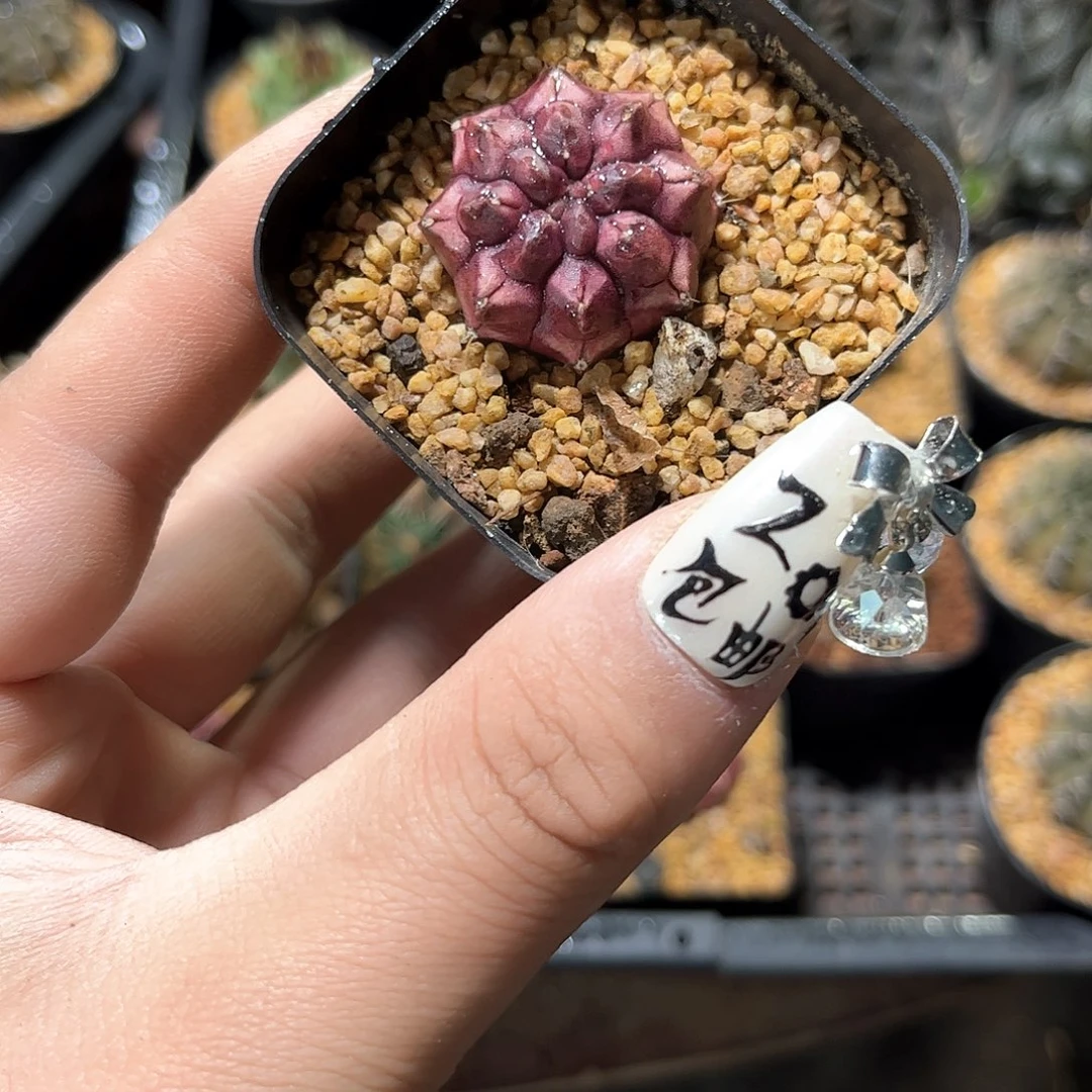 昌****店24896一物一拍单头发货