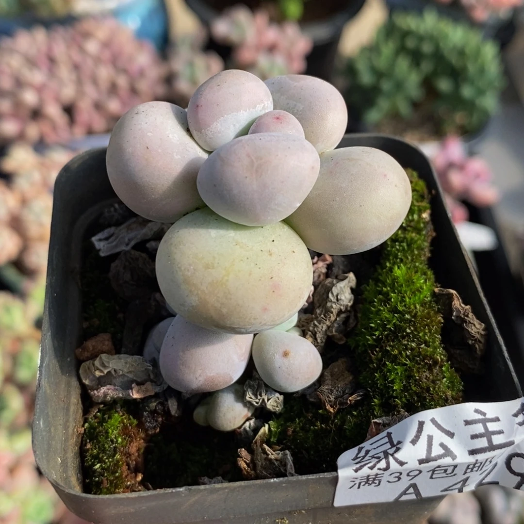 4295芭比奶酪4cm多肉