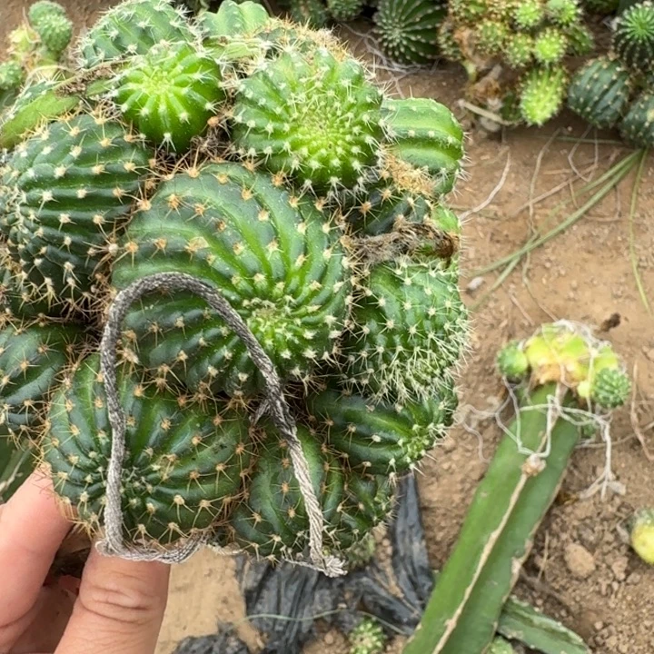308新品丽花掰头发货