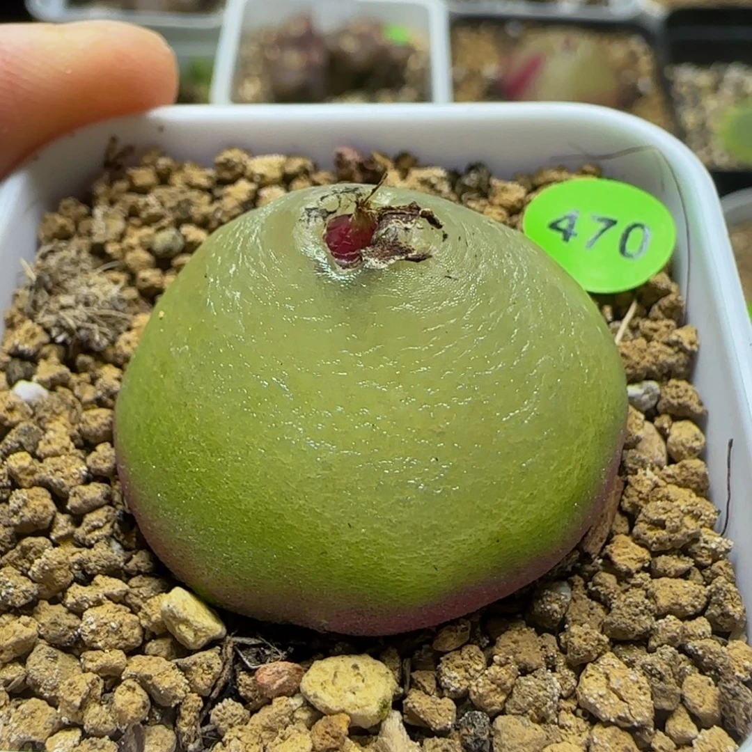 灯泡3+多肉植物470